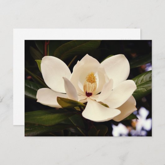 Carte Postale Bel arbre de magnolia blanc en fleurs en gros plan (Devant / Derrière)