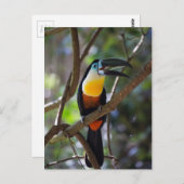 Carte Postale Bel oiseau de toucan dans un paysage de nature (Devant / Derrière)