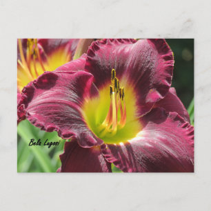 Carte Postale Bela Lugosi - Daylily
