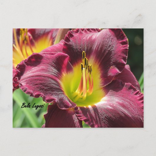 Carte Postale Bela Lugosi - Daylily (Devant)