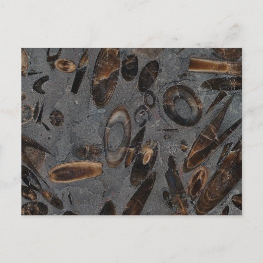 Carte Postale Belemnites (Devant)