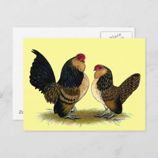 Carte Postale Belge d'Anvers Bantams :  Queue (Devant / Derrière)