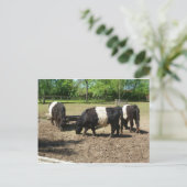 Carte postale Belge Galloway (Debout devant)