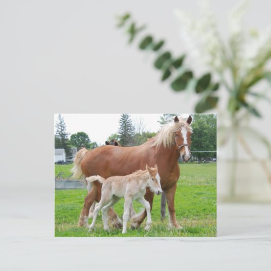 Carte Postale Belge Mare et Filly (Debout devant)