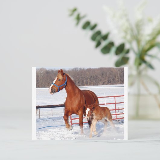 Carte Postale Belge Mare et Filly (Debout devant)