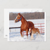 Carte Postale Belge Mare et Filly (Devant / Derrière)