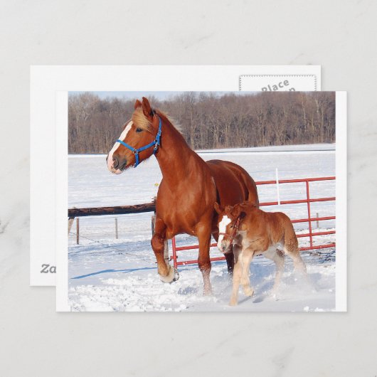 Carte Postale Belge Mare et Filly (Devant / Derrière)