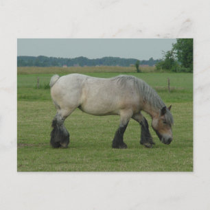 Carte Postale Belgian Draft Horse-color grey grazing