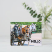 Carte Postale Belgian Horses (Debout devant)