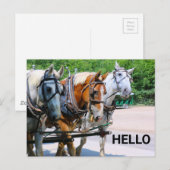 Carte Postale Belgian Horses (Devant / Derrière)