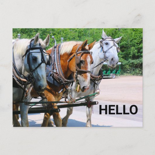 Carte Postale Belgian Horses (Devant)