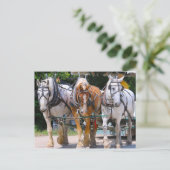 Carte Postale Belgian Horses (Debout devant)