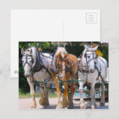 Carte Postale Belgian Horses (Devant / Derrière)