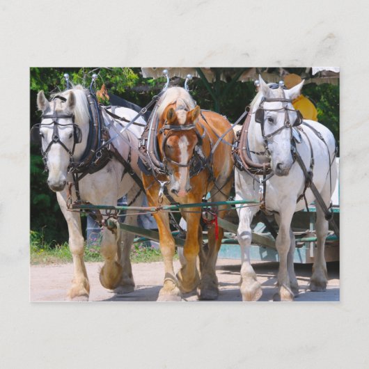 Carte Postale Belgian Horses (Devant)