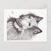 CARTE POSTALE BELGIAN SHEPHERD GROENENDAEL (Devant)