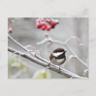 Carte Postale Béliers et baies rouges en hiver