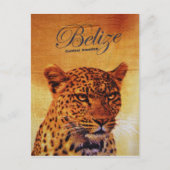 Carte Postale Belize Jaguar (Devant)