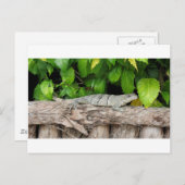 Carte Postale Bélize Lizard PostCard (Devant / Derrière)