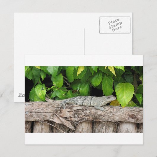 Carte Postale Bélize Lizard PostCard (Devant / Derrière)