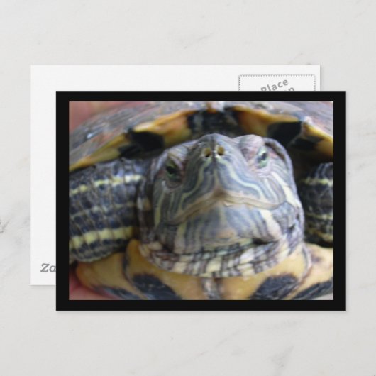 Carte Postale Belka gros plan (Devant / Derrière)