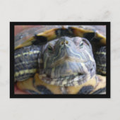 Carte Postale Belka gros plan (Devant)