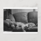 Carte Postale Bella (Devant)