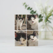 Carte Postale Bella kitten (Debout devant)
