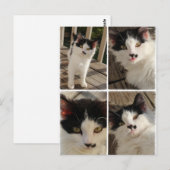 Carte Postale Bella kitten (Devant / Derrière)