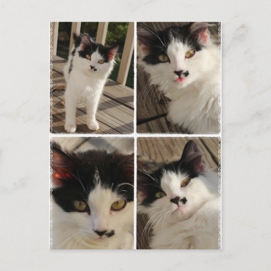 Carte Postale Bella kitten (Devant)