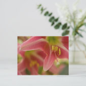 Carte postale Belladonna Lily (Debout devant)