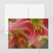 Carte postale Belladonna Lily (Devant / Derrière)