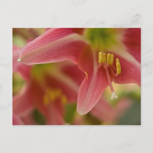 Carte postale Belladonna Lily (Devant)