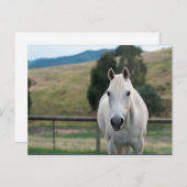 Carte Postale Belle Appaloosa Cheval Blanc (Devant / Derrière)