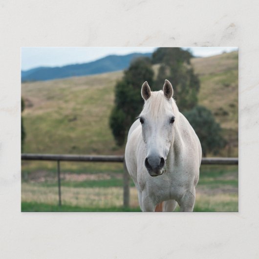 Carte Postale Belle Appaloosa Cheval Blanc (Devant)