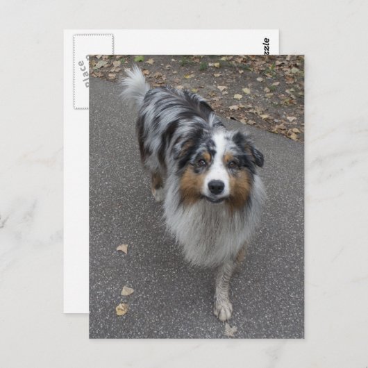 Carte Postale Belle Aussie multicolore (Devant / Derrière)