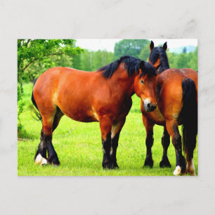 Carte Postale Belle Baie Ébauche Cheval Dans La prairie Verte