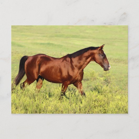 Carte Postale Belle Baie Horse (Devant)