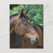Carte Postale Belle Baie Horse (Devant)