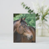 Carte Postale Belle Baie Horse (Debout devant)