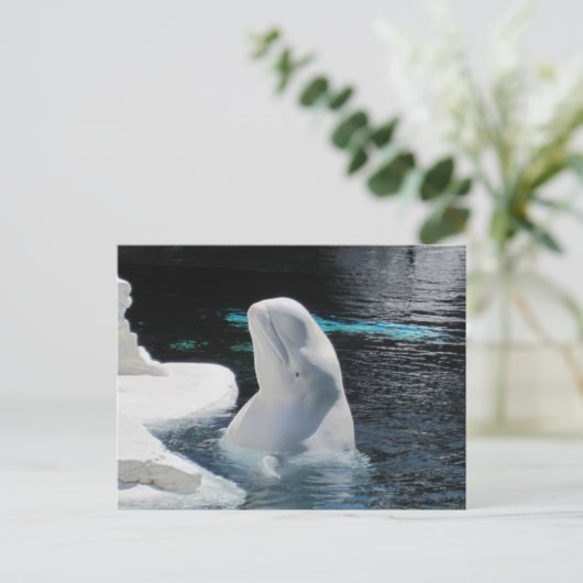 Carte Postale Belle baleine blanche Beluga (Debout devant)