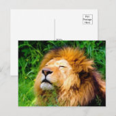 Carte Postale Belle Basking Homme Lion faune africaine (Devant / Derrière)