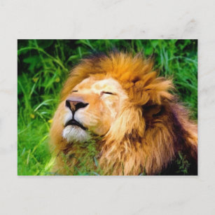 Carte Postale Belle Basking Homme Lion faune africaine