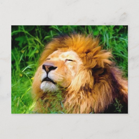 Carte Postale Belle Basking Homme Lion faune africaine (Devant)
