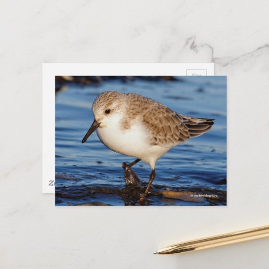 Carte Postale Belle Bécasseau De Sanderling Marche Les Rives D'A (Devant/Arrière en situation)