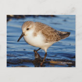 Carte Postale Belle Bécasseau De Sanderling Marche Les Rives D'A (Devant)
