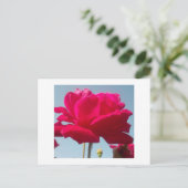 Carte Postale Belle belle Rose céleste rouge contre bleu (Debout devant)