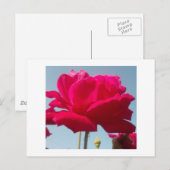 Carte Postale Belle belle Rose céleste rouge contre bleu (Devant / Derrière)