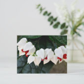 Carte Postale Belle Bleeding Hearts fleurs (Debout devant)