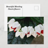Carte Postale Belle Bleeding Hearts fleurs (Devant / Derrière)