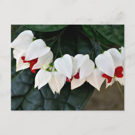 Carte Postale Belle Bleeding Hearts fleurs (Devant)